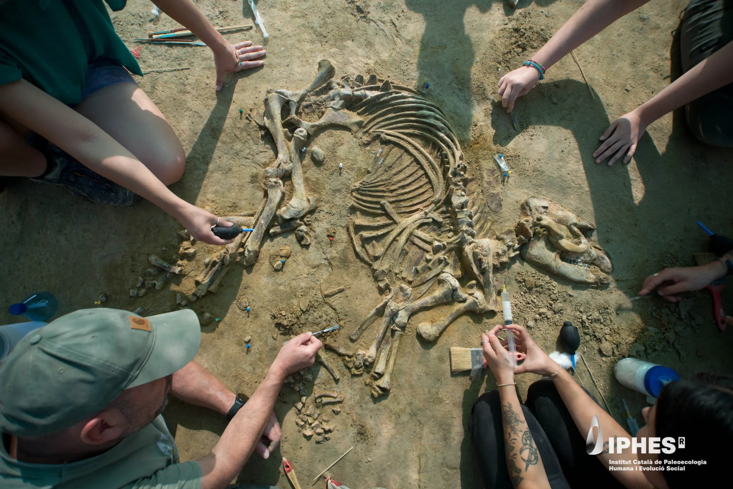 The 4-million-year-old tapir skeleton is intact.