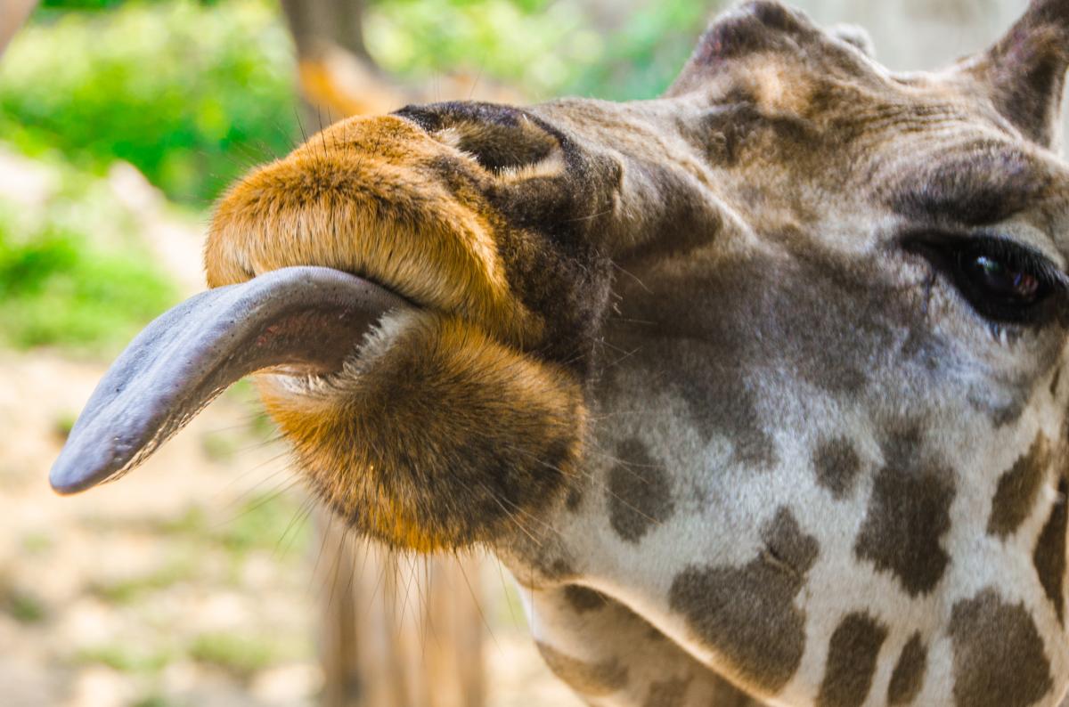 The giraffe's tongue, for example, is blue to protect it from heat.