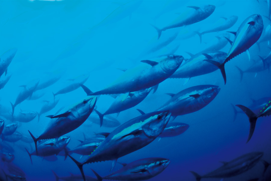 The fish that colonize the Mediterranean could make some species extinct.
